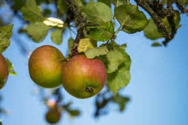 How To Store Apples For Long Shelf Life 4 apples 1