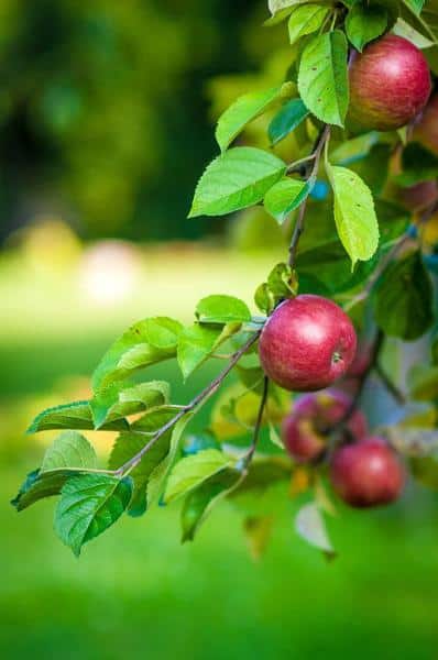 How To Store Apples For Long Shelf Life 3 avoid damage to apples