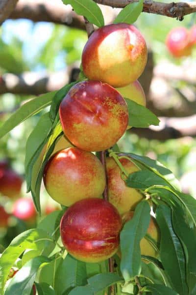 How To Store Apples For Long Shelf Life 2 apples 3