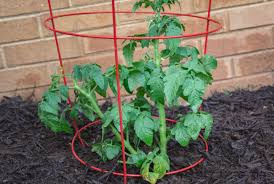 Best Tomato Cages 5 tomato cage 1