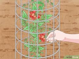 Best Tomato Cages 11 best tomato cage