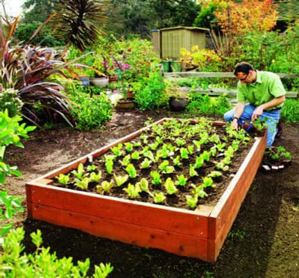 DIY Raised Bed Gardening: Step-by-Step Guide 4 raised garden bed 2