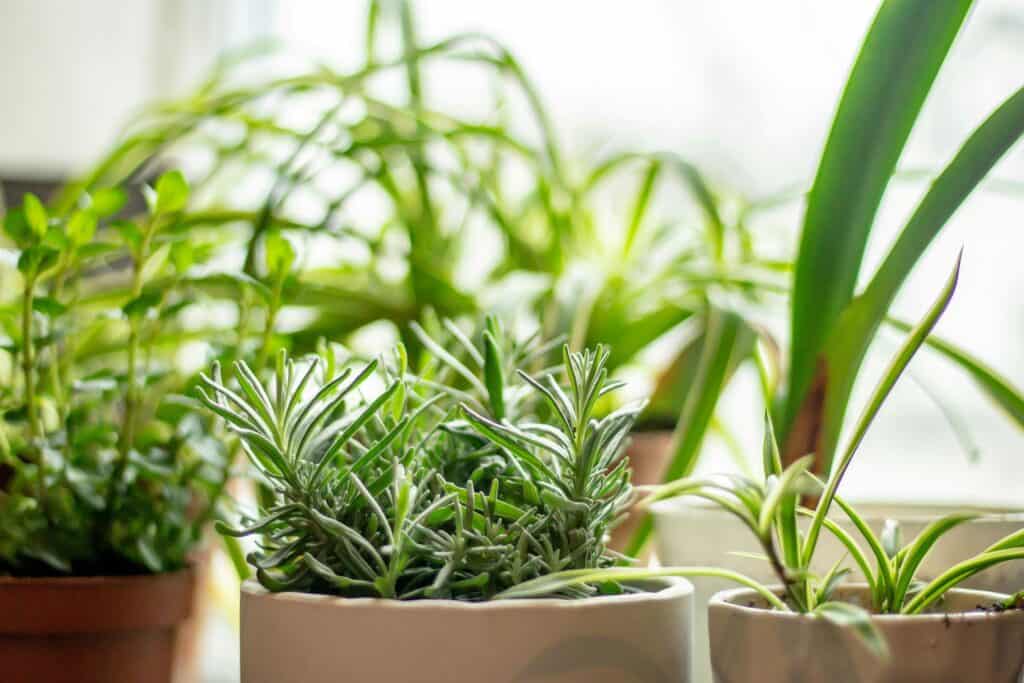 A Beginner's Guide to Growing Your Own Herbs 2 bonnie kittle UF39VlsLHgc unsplash