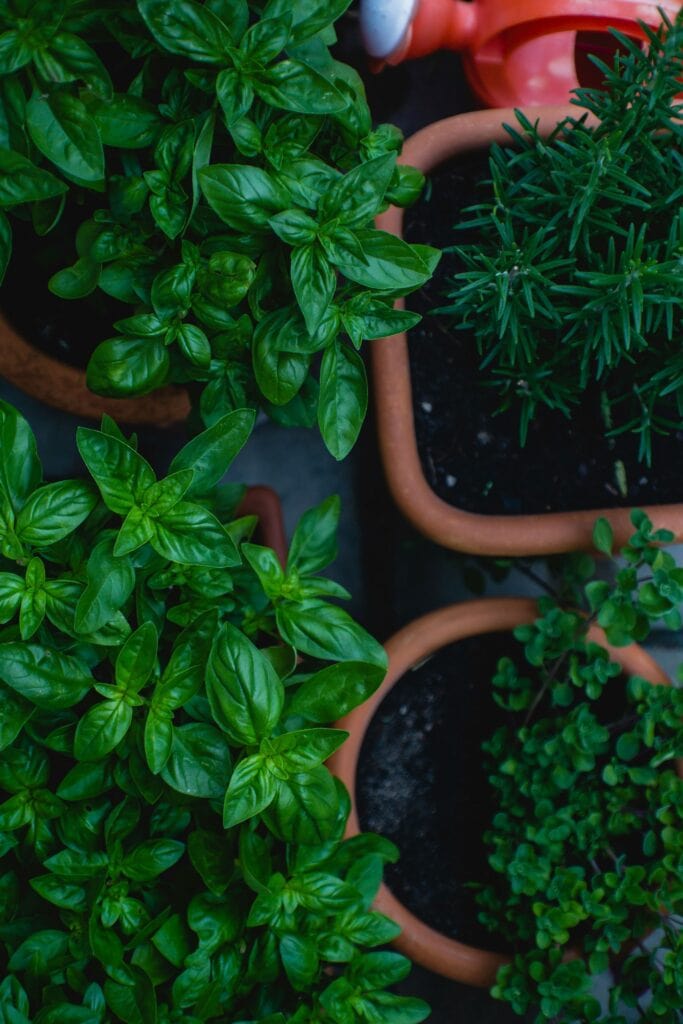 A Beginner's Guide to Growing Your Own Herbs 4 markus spiske 6hDDnisCRMk unsplash