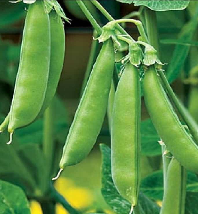 Best Vegetables to Grow in the MidAtlantic States 6 Best Vegetables to Grow in the MidAtlantic States