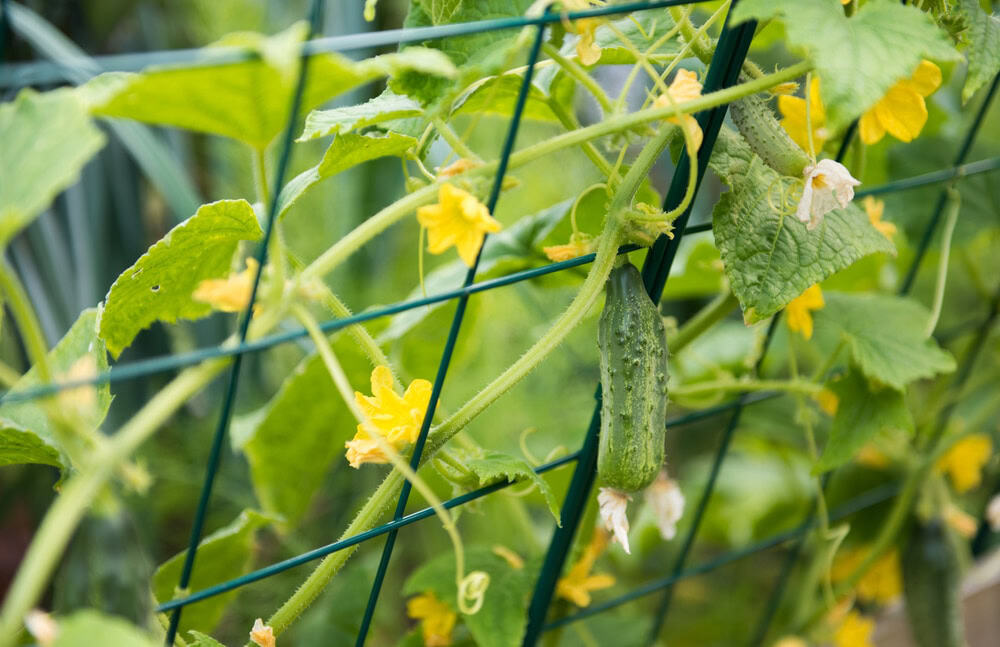 10 Best Vegetables to Grow in the Midwest 4 Best Vegetables to Grow in the MidAtlantic States