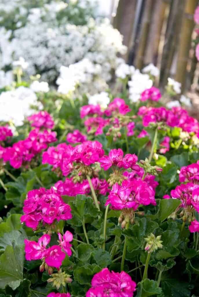 Tips for Choosing the Right Plants for Your Yard 2 Tips for Choosing the Right Plants for Your Yard