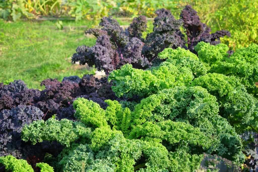 Best Vegetables to Grow in the MidAtlantic States 5 Best Vegetables to Grow in the MidAtlantic States