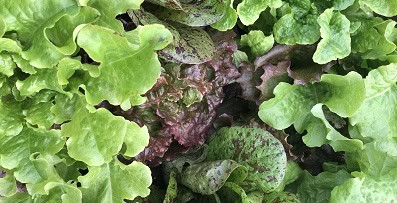 Best Vegetables to Grow in the MidAtlantic States 3 Best Vegetables to Grow in the MidAtlantic States