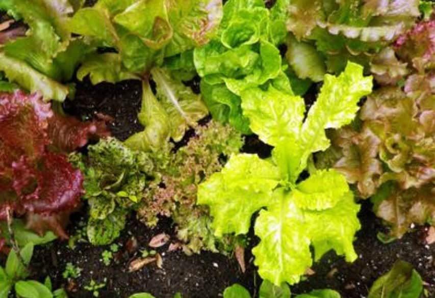 10 Best Vegetables to Grow in the Midwest 5 10 Best Vegetables to Grow in the Midwest