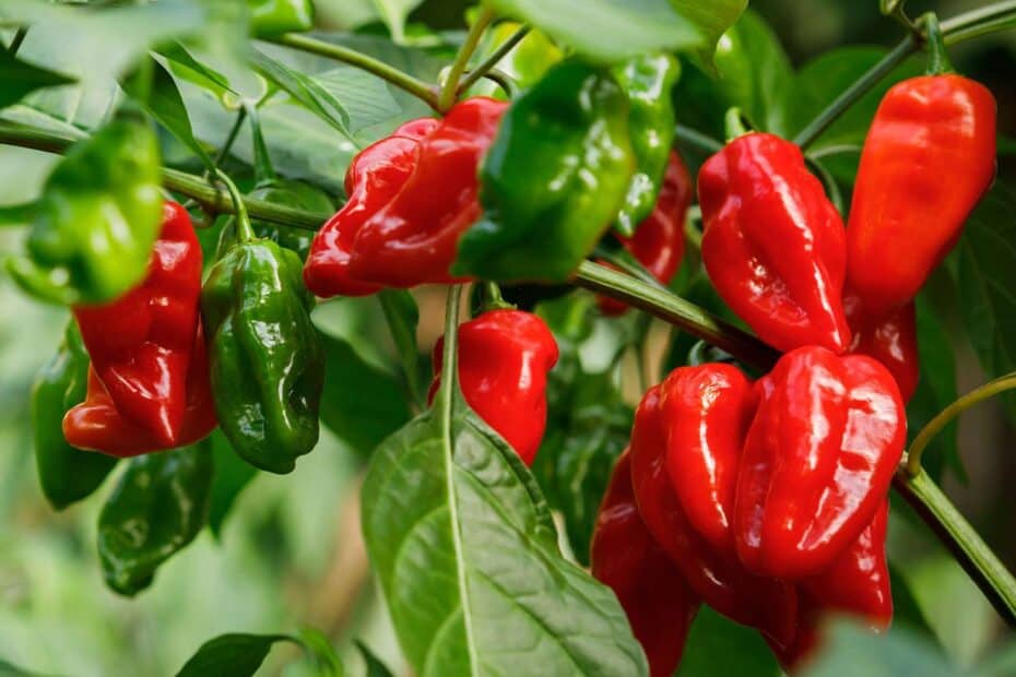 Best Vegetables to Grow in the MidAtlantic States