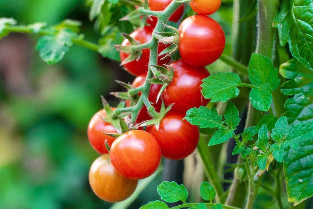 Best Vegetables to Grow in the MidAtlantic States 2 Best Vegetables to Grow in the MidAtlantic States